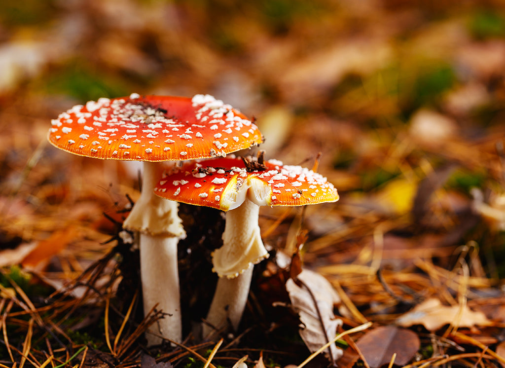Fly agaric capsules