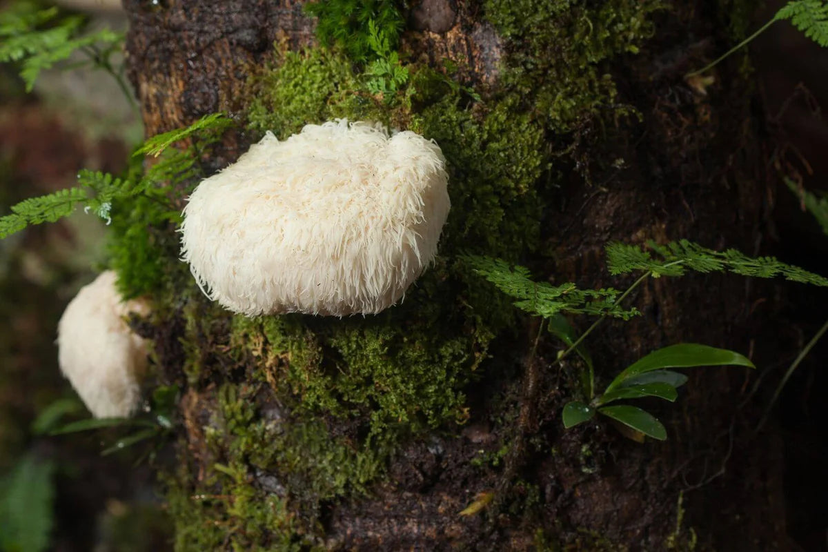 Lionsmane mushroom (Hericium erinaceus) 