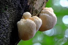 Lionsmane mushroom (Hericium erinaceus) 